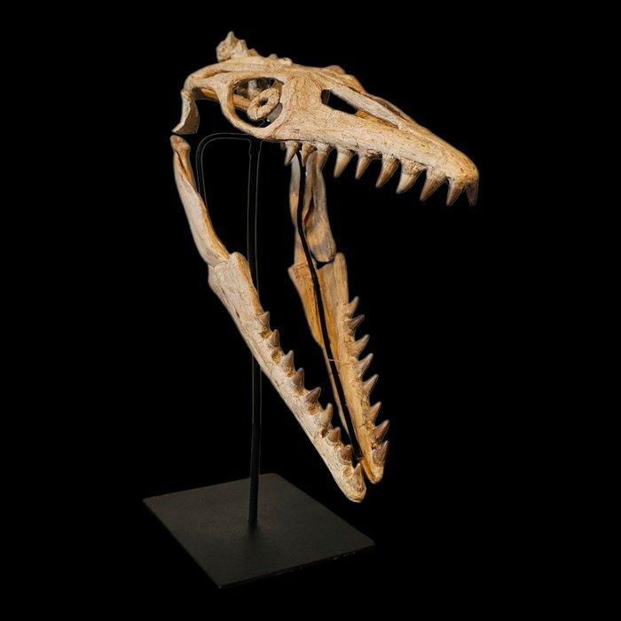 Mosasaurus - Fossiele schedel - Skull Mosasaur Halisaurus, Verzamelen, Mineralen en Fossielen