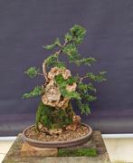 Jeneverbes bonsai (Juniperus) - Hoogte (boom): 40 cm -