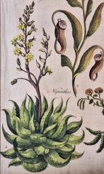 Sir John Hill (1714-1775) - The Vegetable System