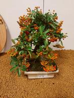 Vuurdoorn bonsai (Pyracantha) - Hoogte (boom): 23 cm -