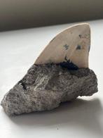 Megalodon-tand in matrix 11,1 cm - Fossiele tand -, Verzamelen