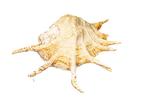 Giant Spider Conch $$$ verzamelobject $$$ Taxidermie, Verzamelen, Nieuw
