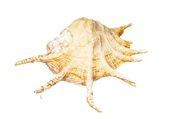 Giant Spider Conch $$$ verzamelobject $$$ Taxidermie, Collections, Collections Animaux