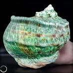 Natuurlijke Turbo Marmoratus- mossel- 592.28 g, Verzamelen