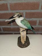 Witkraag ijsvogel Taxidermie volledige montage - Todiramphus, Verzamelen, Nieuw