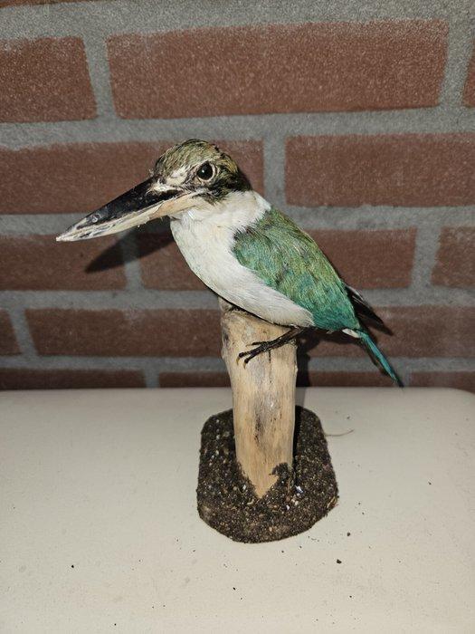Witkraag ijsvogel Taxidermie volledige montage - Todiramphus, Verzamelen, Dierenverzamelingen