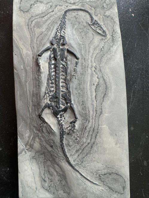 Reptile fossile: Keichousaurus -Trias - Animal fossilisé -, Verzamelen, Mineralen en Fossielen