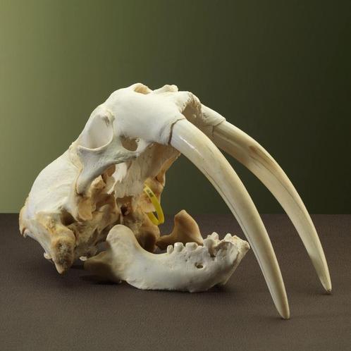 Walrus Schedel Taxidermie Opgezette Dieren By Max, Verzamelen, Dierenverzamelingen, Opgezet dier, Nieuw, Wild dier, Ophalen of Verzenden