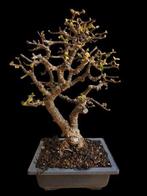 Portulacaria afra Cork Bark - Hoogte (boom): 30 cm -