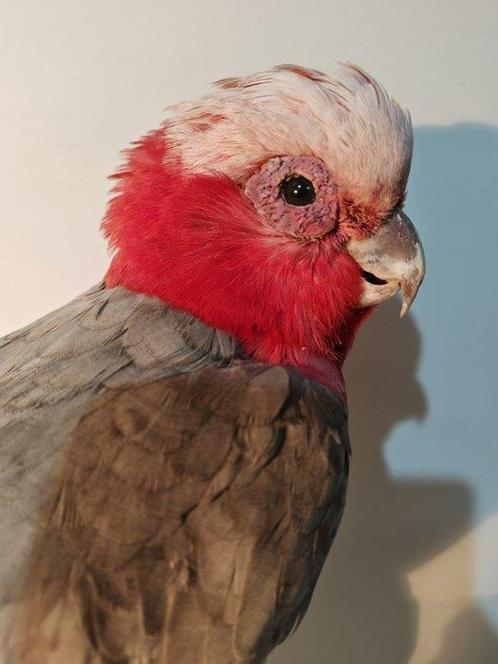 roze kaketoe Taxidermie volledige montage - Eolophus, Verzamelen, Dierenverzamelingen