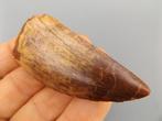 Carcharodontosaurus - Fossiele tand - Carcharodontosaurus, Verzamelen