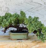 Jeneverbes bonsai (Juniperus) - Hoogte (boom): 17 cm -