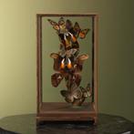 Vlinders in Vitrine Taxidermie Opgezette Dieren By Max, Verzamelen, Ophalen of Verzenden, Nieuw, Insect, Opgezet dier