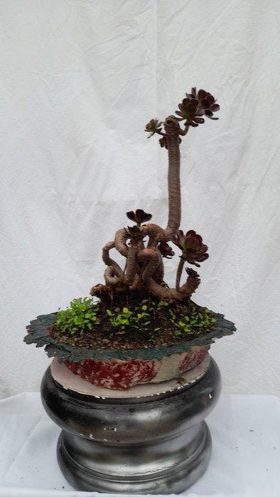 Zwarte roos - Hoogte (boom): 40 cm - Diepte (boom): 20 cm -, Antiek en Kunst, Curiosa en Brocante