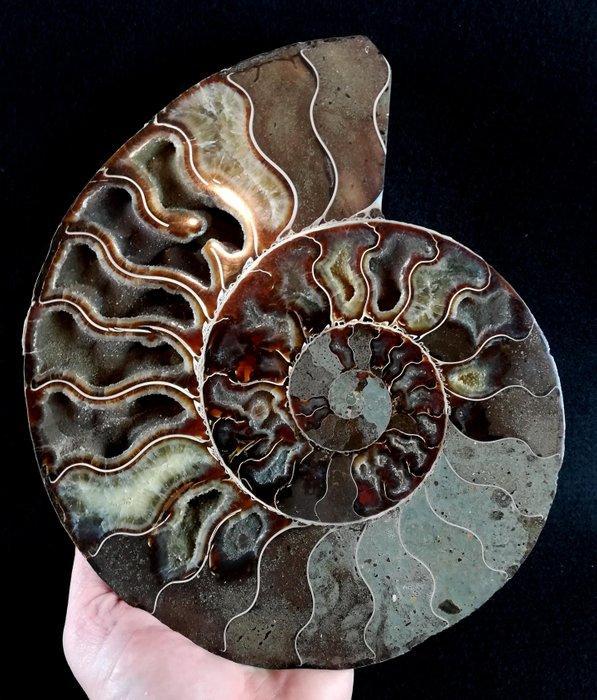 Ammoniet - Gefossiliseerd dier - Aioloceras (Cleoniceras), Verzamelen, Mineralen en Fossielen