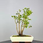 Camellia Sasanqua - Hoogte (boom): 45 cm - Diepte (boom): 35