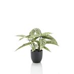 Kunstplant - Calathea Dots - Schaduwplant - 38 cm, Huis en Inrichting, Nieuw