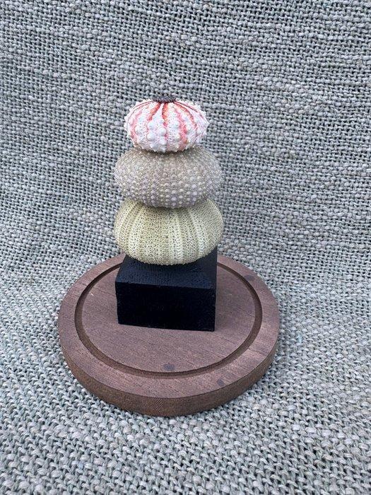 Zee-egel Schelpdier - Zee egels (Zonder Minimumprijs), Antiek en Kunst, Curiosa en Brocante