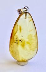 Authentiek Baltisch amber met fossiel insect VLUCHT-inzet,, Nieuw
