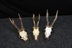 XXL Roebuck Schedel - Capreolus capreolus - 0 cm - 0 cm - 0, Nieuw