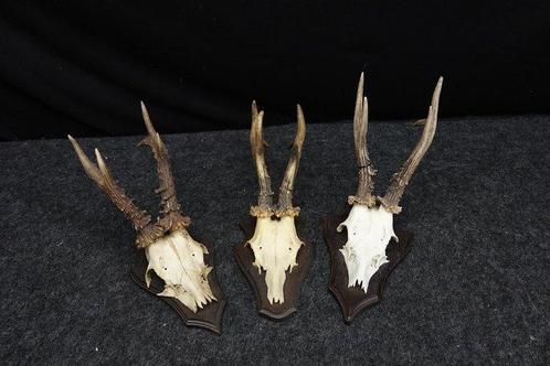 XXL Roebuck Schedel - Capreolus capreolus - 0 cm - 0 cm - 0, Verzamelen, Dierenverzamelingen