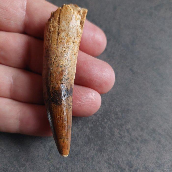 Dinosaurus - Fossiele tand - Sehr großer Spinosaurus, Verzamelen, Mineralen en Fossielen