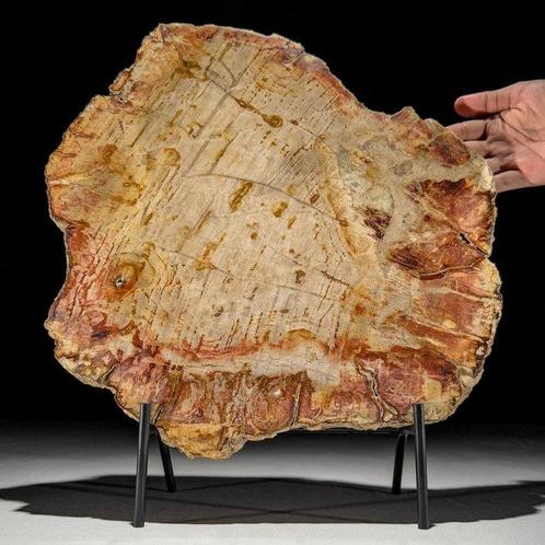 C - Prachtig groot stuk versteend hout op een op maat, Antiek en Kunst, Kunst | Designobjecten