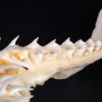Ensemble de mâchoires de grand requin mako Support de corps