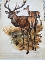 Willi Tismer - Rothirsch - jaren 1950