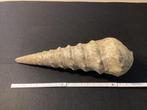 Prachtige versteende schelpen Campanile Lachesis 47,5 cm,