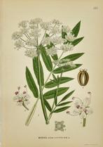 Carl Lindman (1856-1928) - Set of 25 Original Botanical