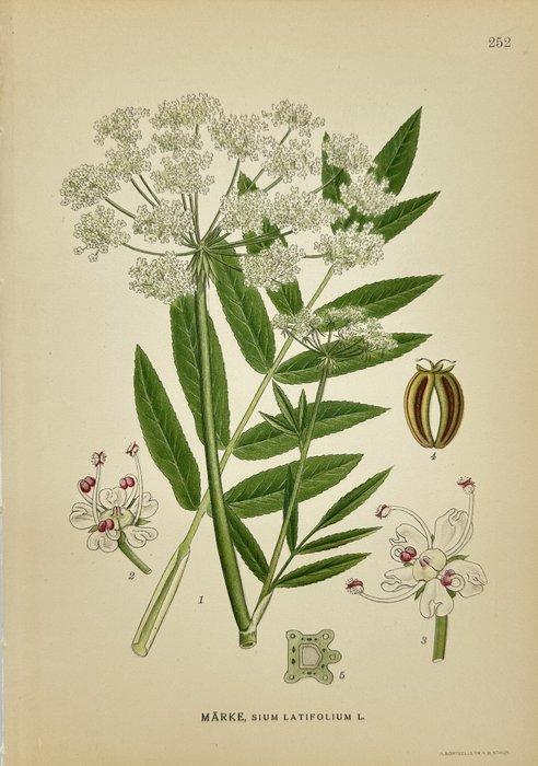 Carl Lindman (1856-1928) - Set of 25 Original Botanical, Antiek en Kunst, Antiek | Boeken en Manuscripten