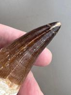 Dinosaurus - Fossiele tanden - Leiodon anceps pterygoid - 11, Verzamelen