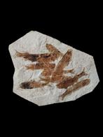 Een bijeenkomst van grote vissen - Gefossiliseerd dier -, Verzamelen