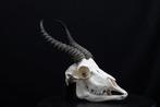 Springbok Crâne - Antidorcas marsupialis - 0 cm - 0 cm - 0, Nieuw