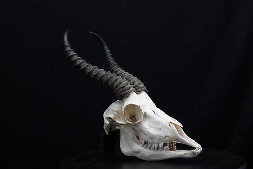 Springbok Crâne - Antidorcas marsupialis - 0 cm - 0 cm - 0, Verzamelen, Dierenverzamelingen