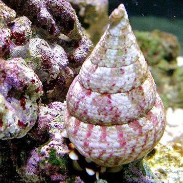 Tectus Conus (Grote algen slak), Verzenden