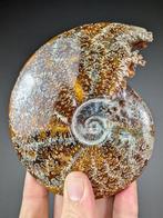 Ammoniet met bewerkte mond - Gefossiliseerde schelp -, Verzamelen