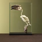 Trompetneushoornvogel M Skelet, Verzamelen, Ophalen of Verzenden, Nieuw, Vogel, Opgezet dier
