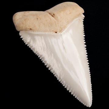 Dent antérieure latérale supérieure dun grand requin blanc.