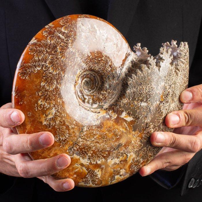 Perfecte staat van conservering - prachtige patronen op de, Verzamelen, Mineralen en Fossielen