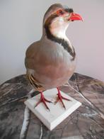 Kwartel Taxidermie volledige montage - Perdrix choukar, Nieuw