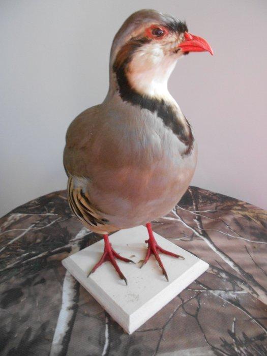 Kwartel Taxidermie volledige montage - Perdrix choukar, Verzamelen, Dierenverzamelingen