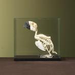Blauw-Gele Ara Skelet Taxidermie Opgezette Dieren By Max, Verzamelen, Ophalen of Verzenden, Nieuw, Vogel, Opgezet dier