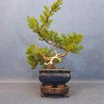 Jeneverbes bonsai (Juniperus) - Hoogte (boom): 23 cm -