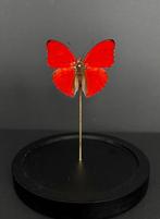 Vlinder Taxidermie volledige montage - Cymothoe Sangaris -, Antiek en Kunst