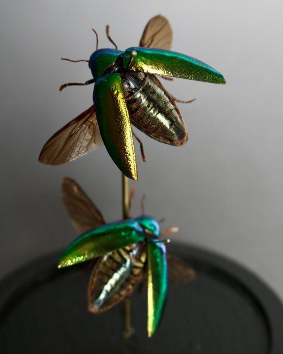 Kevel Taxidermie volledige montage - Sternocera ruficornis -, Verzamelen, Dierenverzamelingen