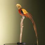 Goudfazant Taxidermie Opgezette Dieren By Max, Ophalen of Verzenden, Opgezet dier