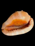 Conque Coquillage marin - Cypraecassis rufa, Nieuw