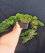 Jeneverbes bonsai (Juniperus) - Hoogte (boom): 10 cm -